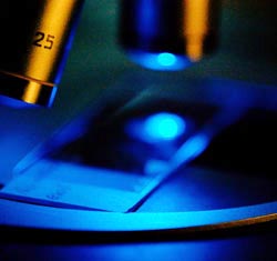 Honours programs in Medicine, Nursing and Health Sciences